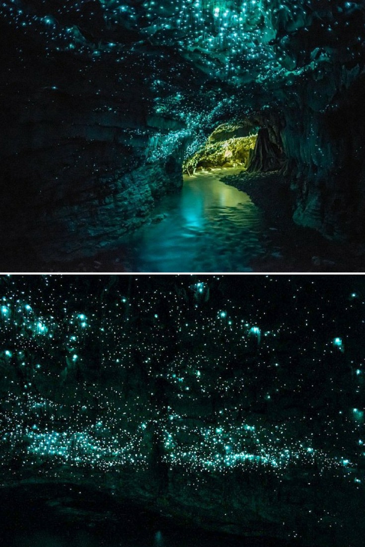 Glowworms Create Spectacular Starry Night Sky in a New Zealand Cave