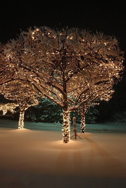 Christmas Tree Outdoor Lighting