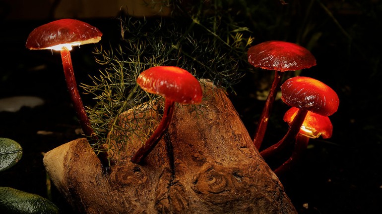 DIY Mushroom Lights with Forest Wood 9 - Desk Lamps - iD Lights Forest Mushroom Lights