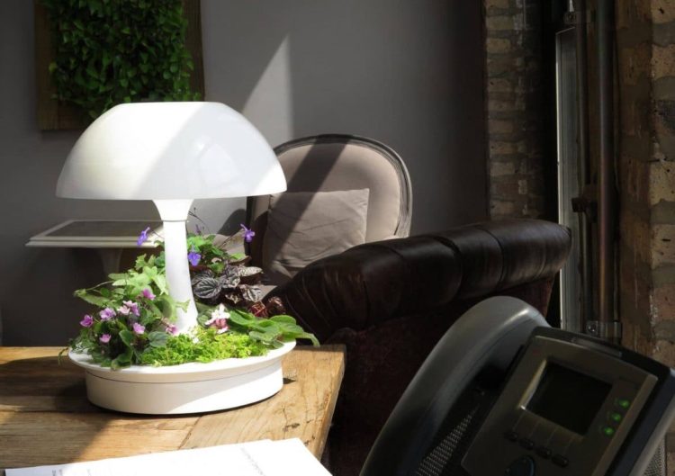 Ambienta Vegetal Lamp