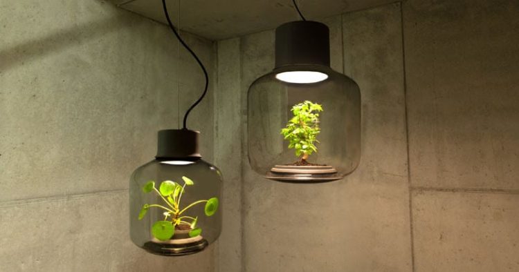 How to Grow Plants in Windowless Spaces with Lamps