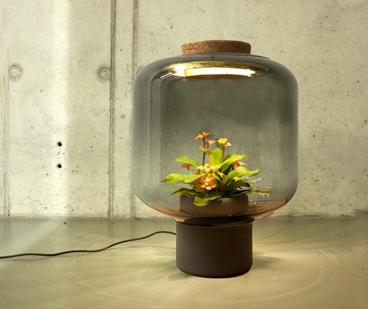 How to Grow Plants in Windowless Spaces with Lamps