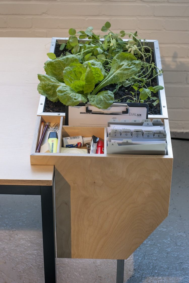 Desktoop Vegetal Desk Lamp