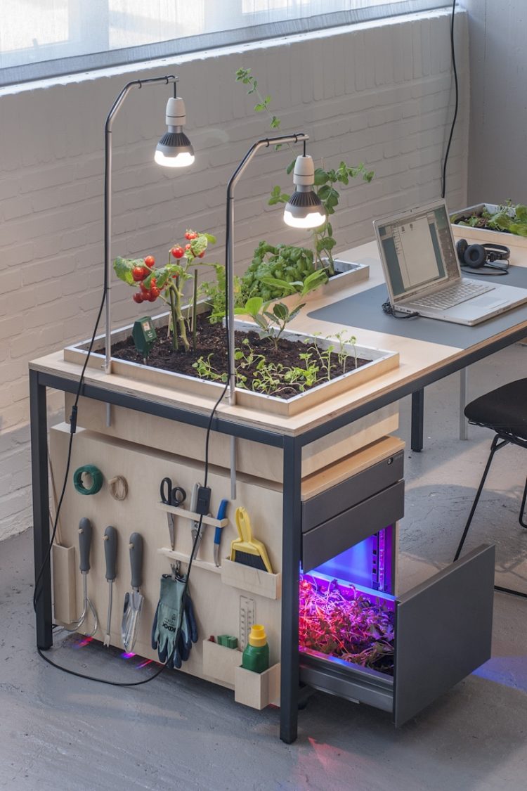 Desktoop Vegetal Desk Lamp
